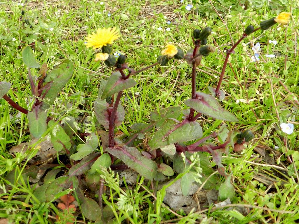 Sonchus oleraceus ?